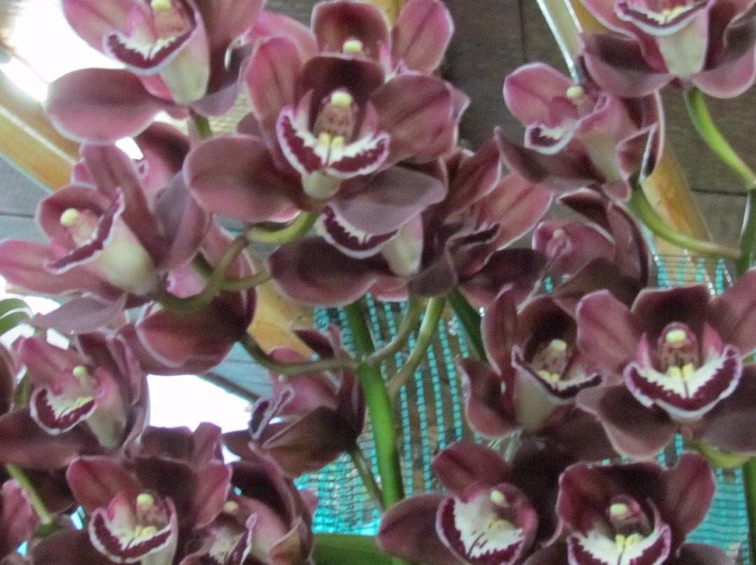 Deorali Orchid Sanctuary景点图片
