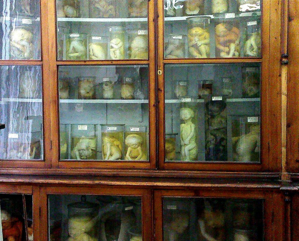 Anatomical Pathology Museum-托木斯克必去景点