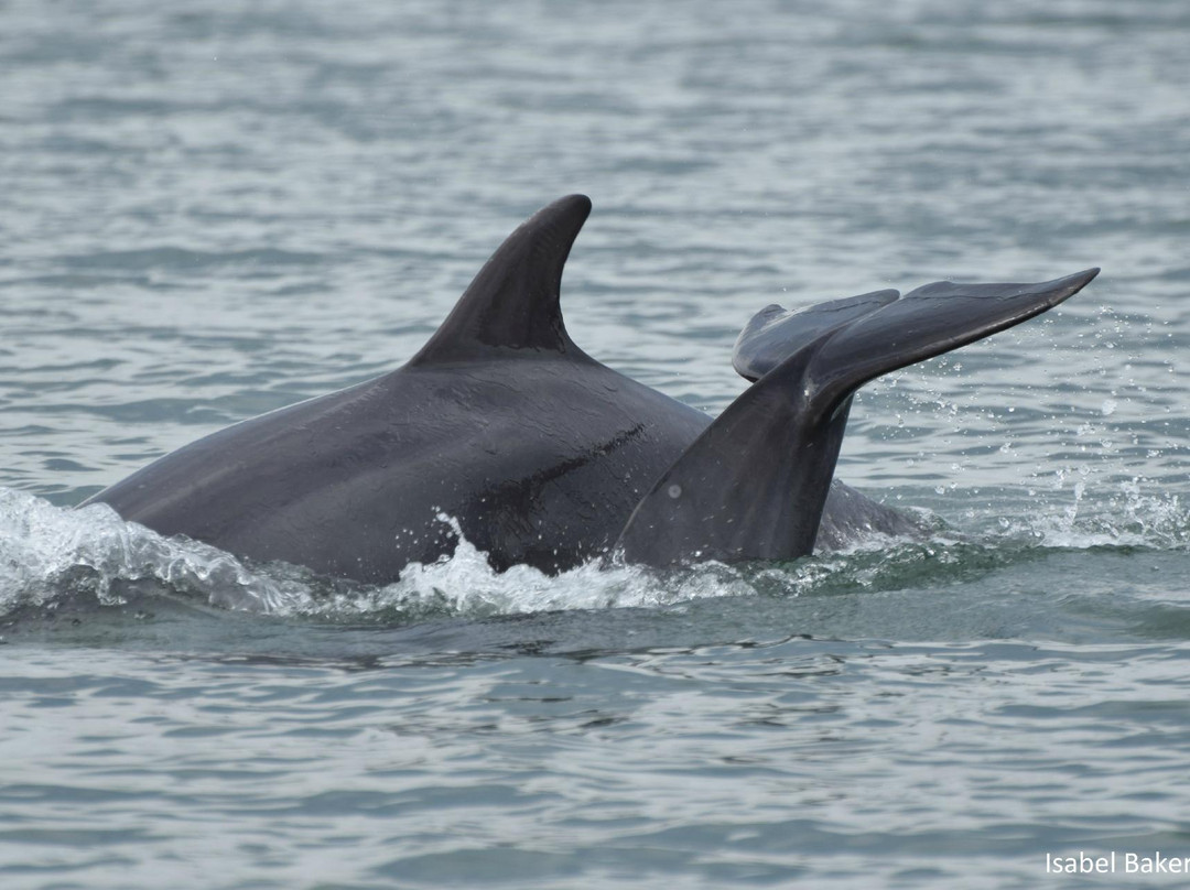 Shannon Dolphin and Wildlife Centre景点图片