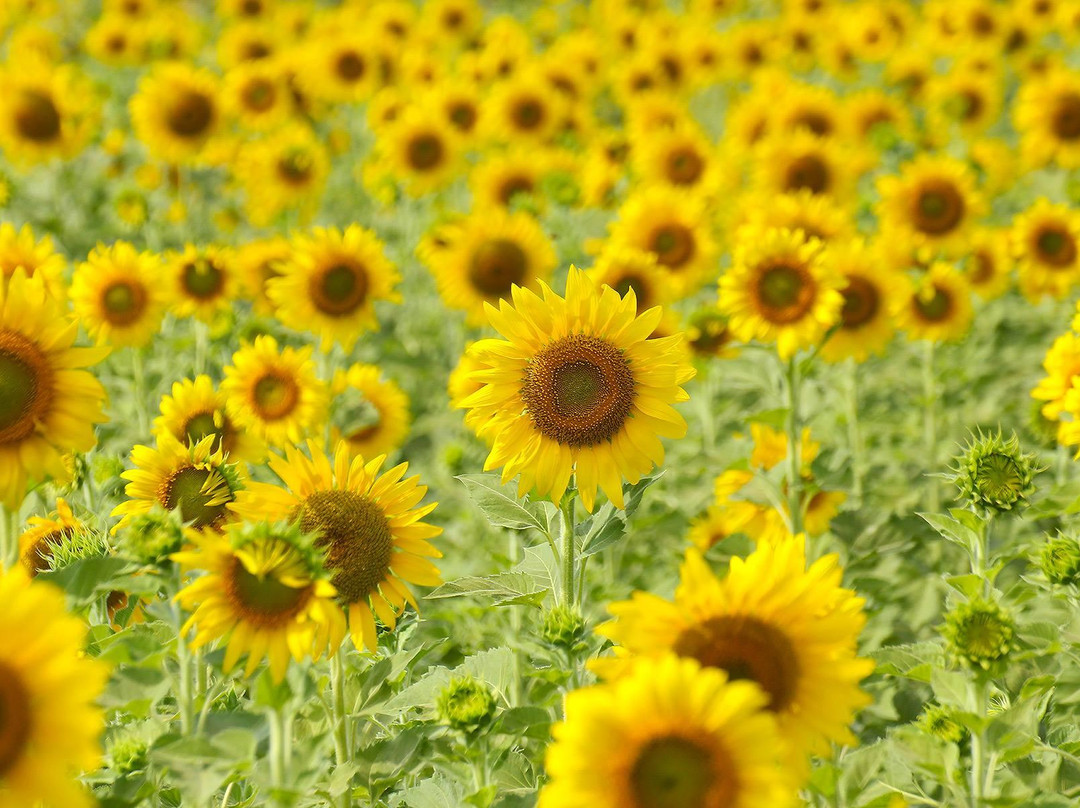 Sunflower Field景点图片