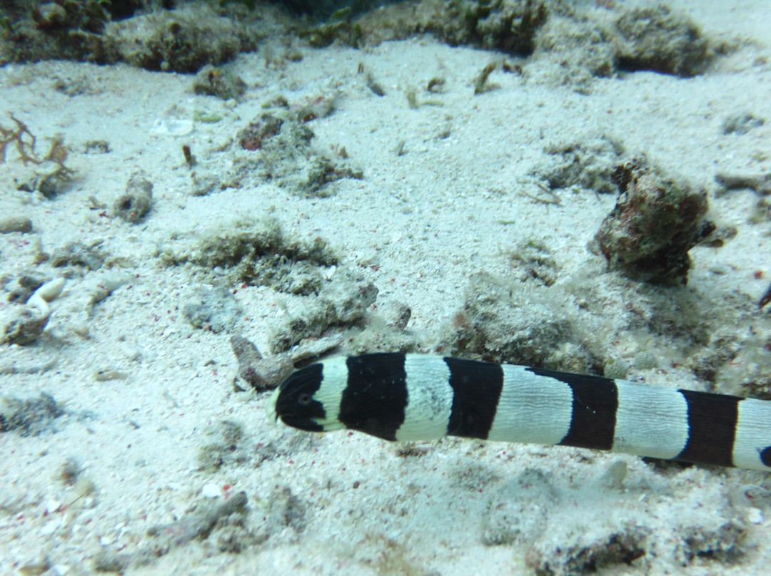 Barracuda Buceo Alona Dive-邦劳岛必去景点
