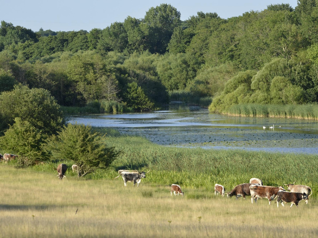 Knepp Wildland Safaris景点图片