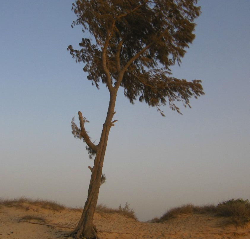 Parque Nacional de la Lengua de Barbaria景点图片