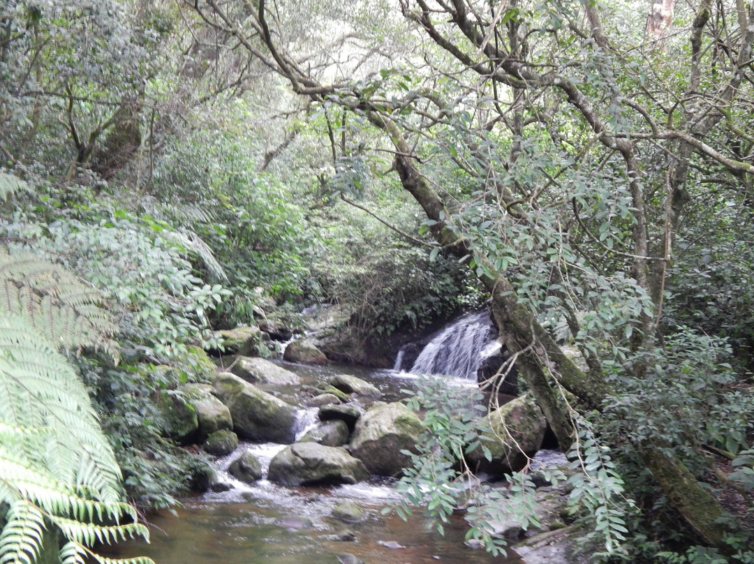 Anamudi Shola National Park景点图片