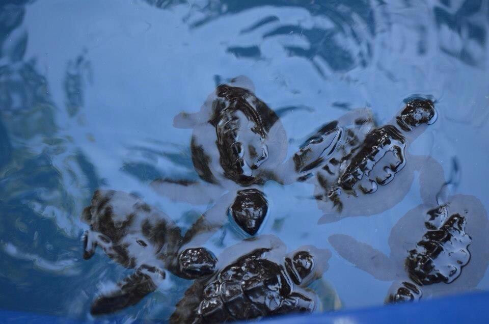 Aberto das Tartarugas Marinhas Museum