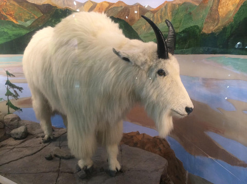 Alaska Museum of Science & Nature-安克雷奇必去景点