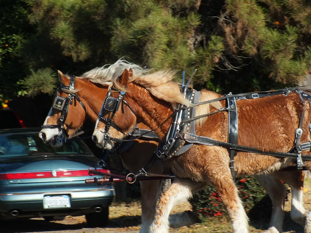 Mariposa Stage Line-马里波萨必去景点