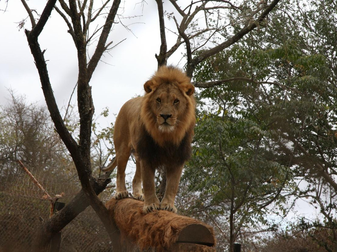 Chipangali Wildlife Orphanage and Research Centre景点图片