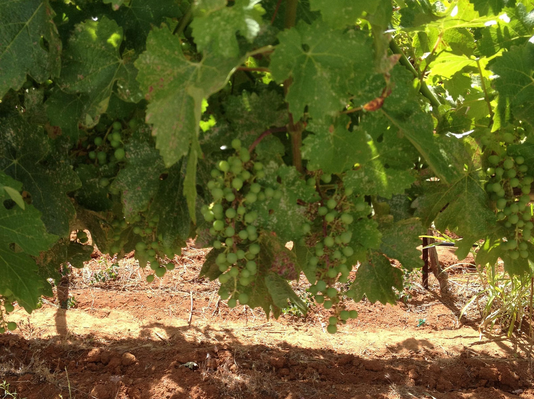 Laujor Estate Winery景点图片