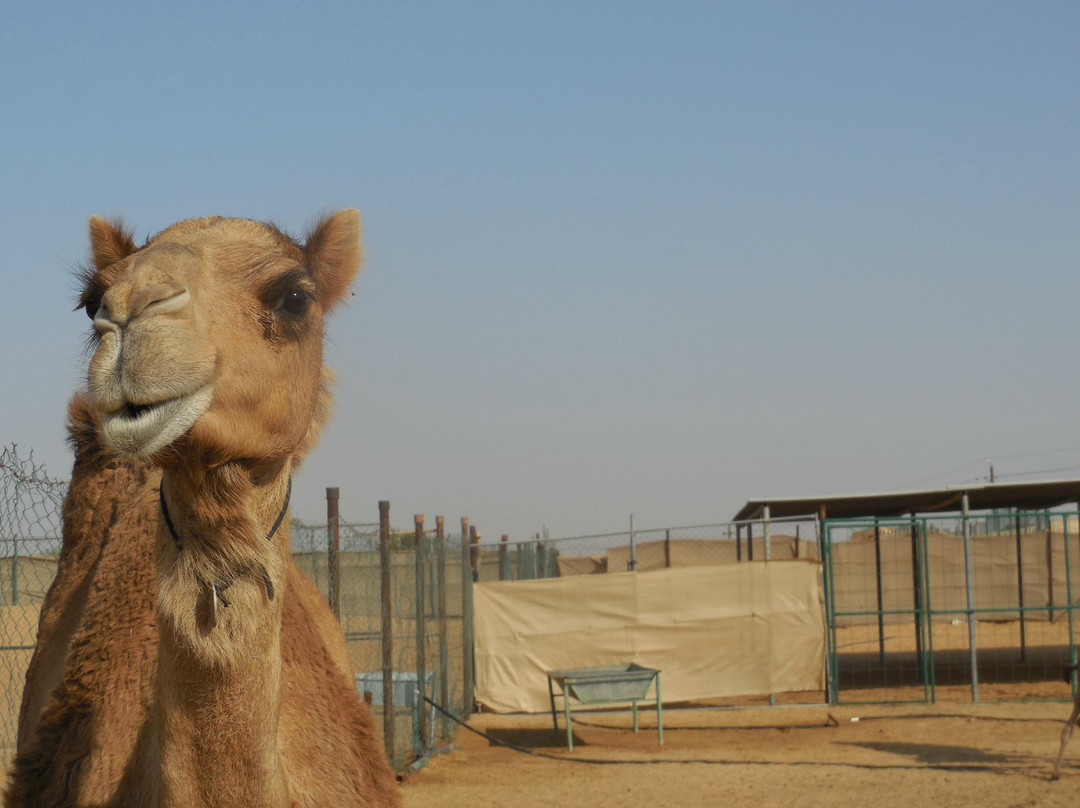 阿拉伯沙丘之旅-迪拜必去景点