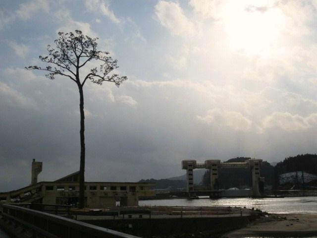 Miracle Lone Pine Tree-陆前高田市必去景点