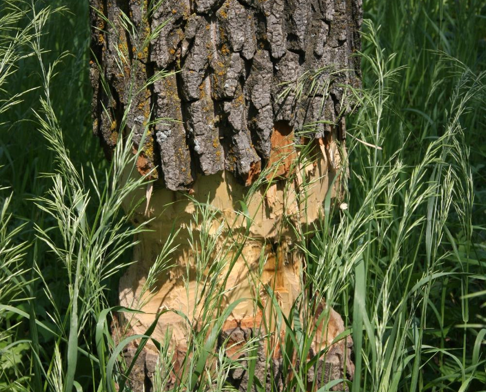 Cross Ranch State Park景点图片