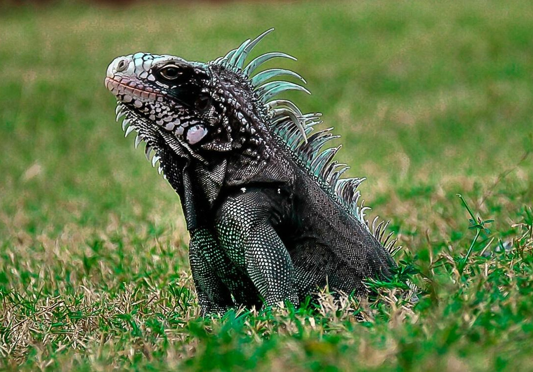 U.S.1 Dive Center-Summerland Key必去景点