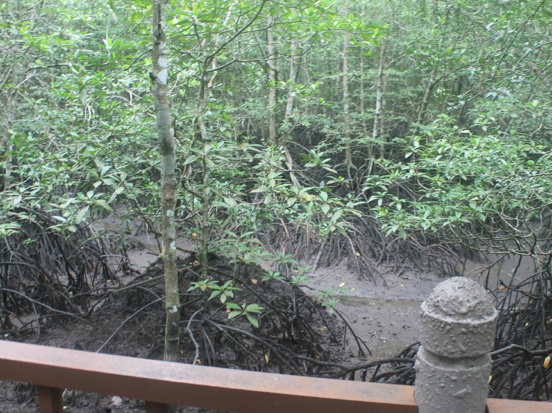Langkawi Mangrove Tour - Day Tours景点图片