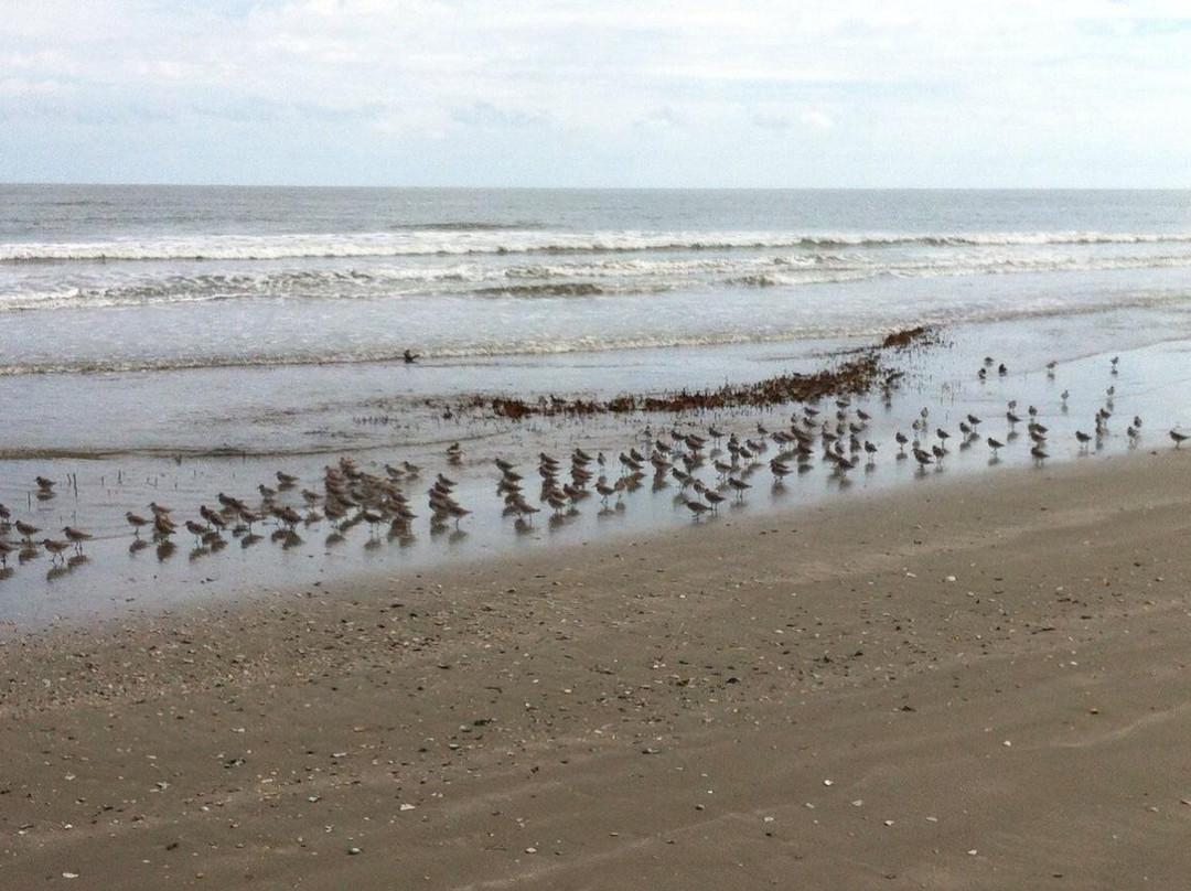 Bulls Island Ferry-Awendaw必去景点
