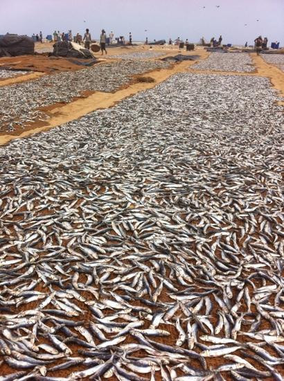 Negombo Fish Market-尼甘布必去景点