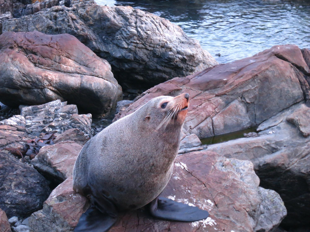Seal Coast Safari景点图片