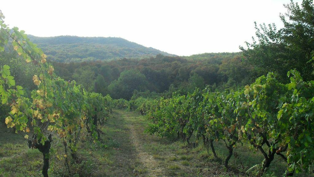 Jablan Winery-Rijeka Crnojevica必去景点