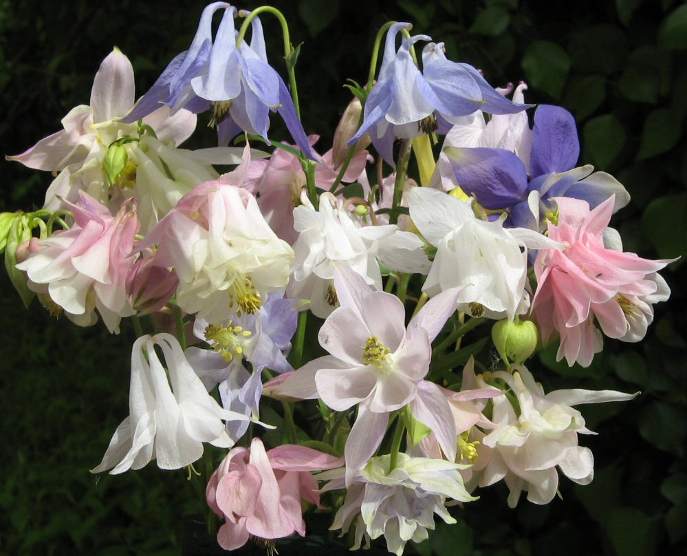 Touchwood Aquilegia Garden景点图片