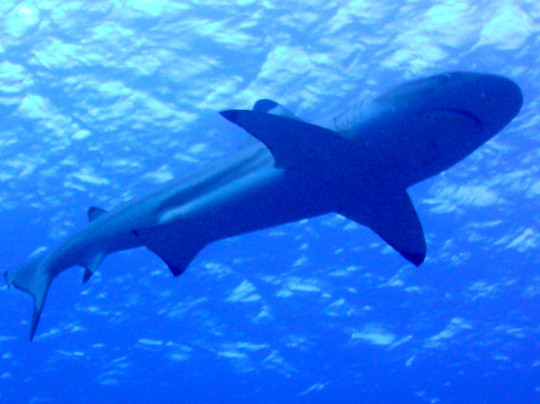 Tahaa Diving-塔哈岛必去景点