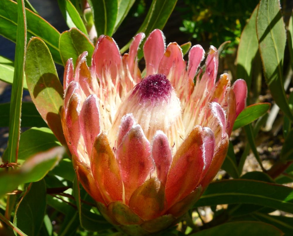 Stellenbosch University Botanical Garden-斯泰伦博斯必去景点