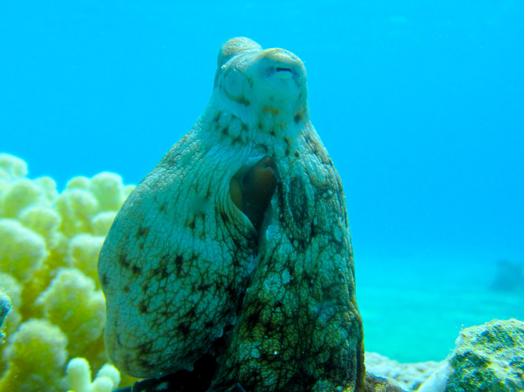 Rising Sun Dive Center-桑给巴尔岛必去景点
