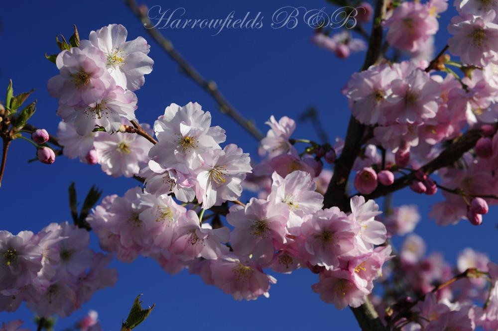 Harrowfields主图