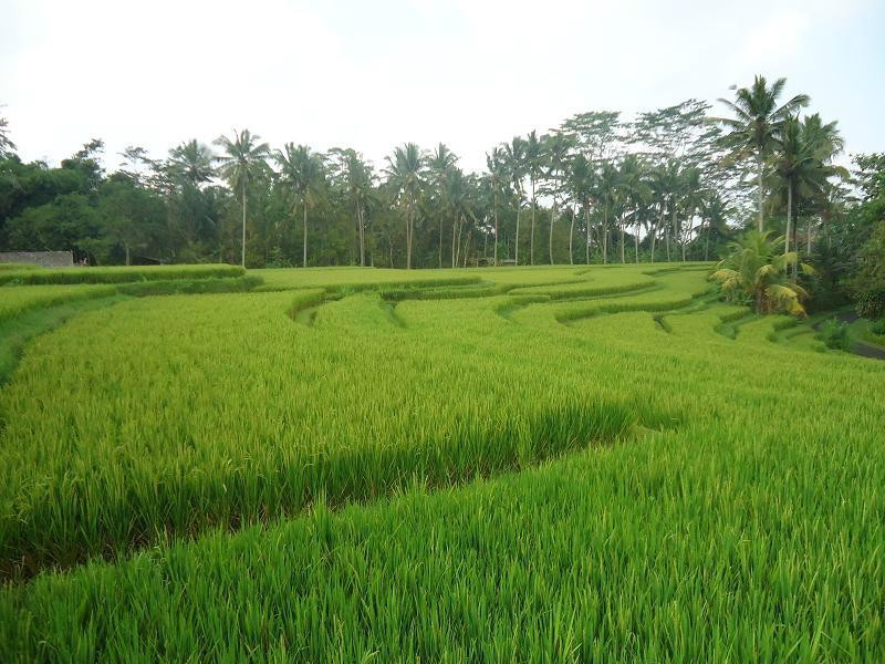 Kelusa Village Experience-阿比安塞马尔必去景点