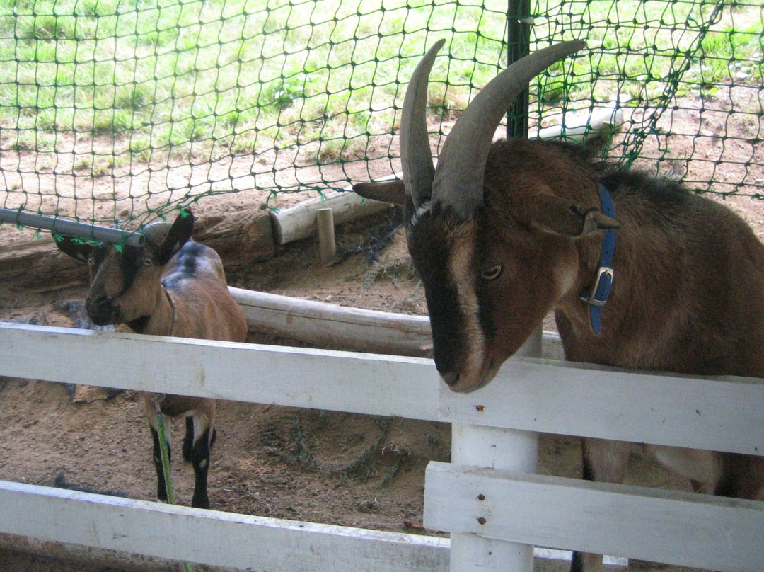 Rokkosan Farm-神户市必去景点
