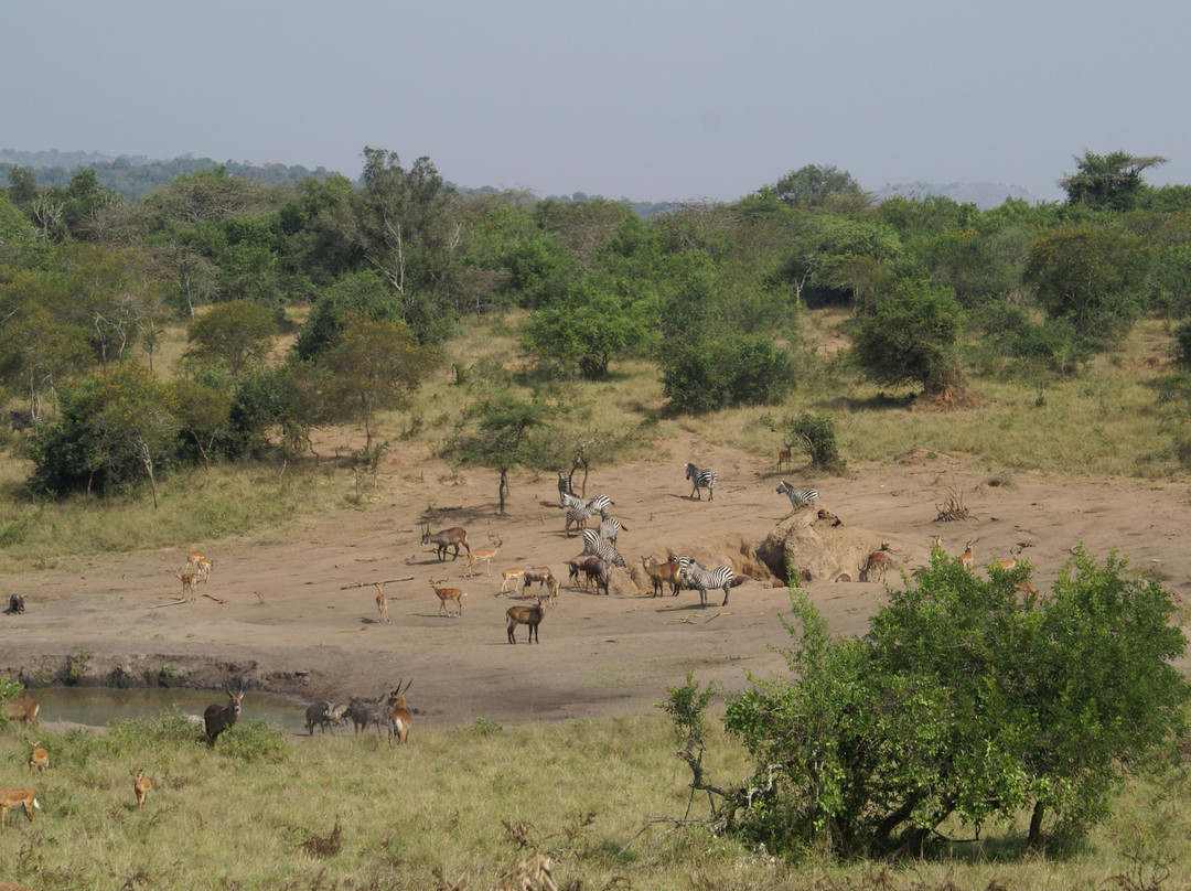 Lake Mburo National Park-Mbarara必去景点