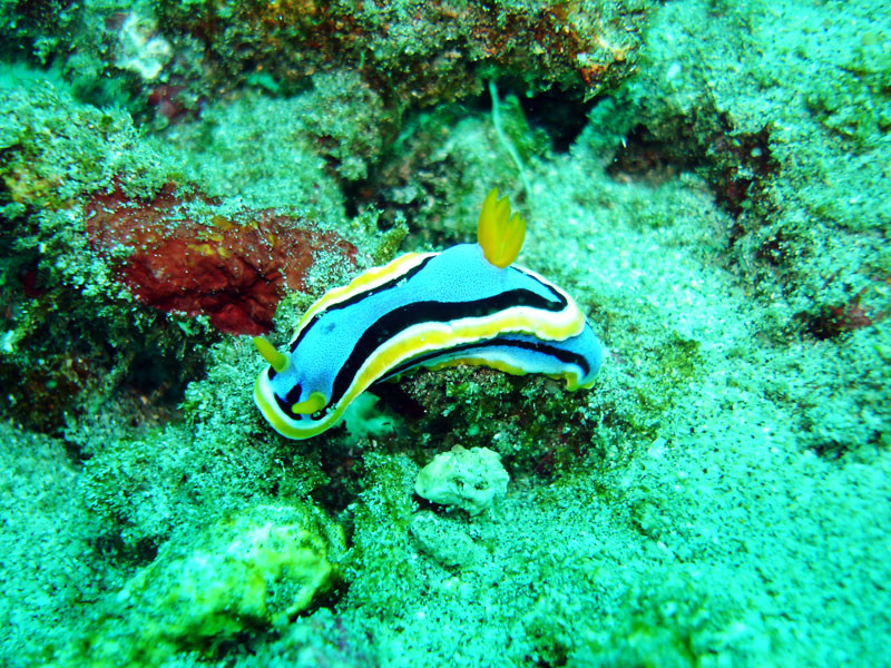 Geko Dive景点图片