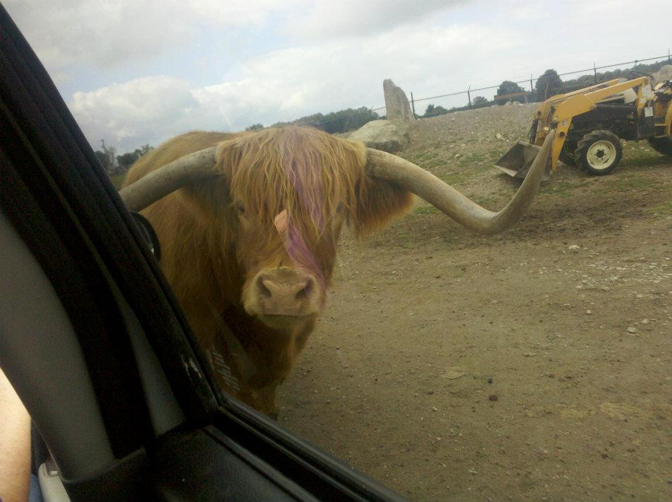 African Safari Wildlife Park-克林顿港必去景点