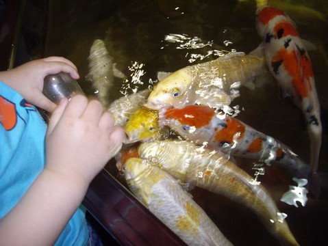 广州海洋馆-广州市必去景点