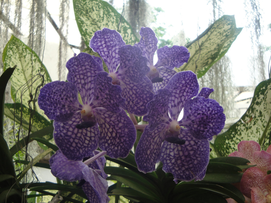 皇家植物园-佩拉德尼亚必去景点