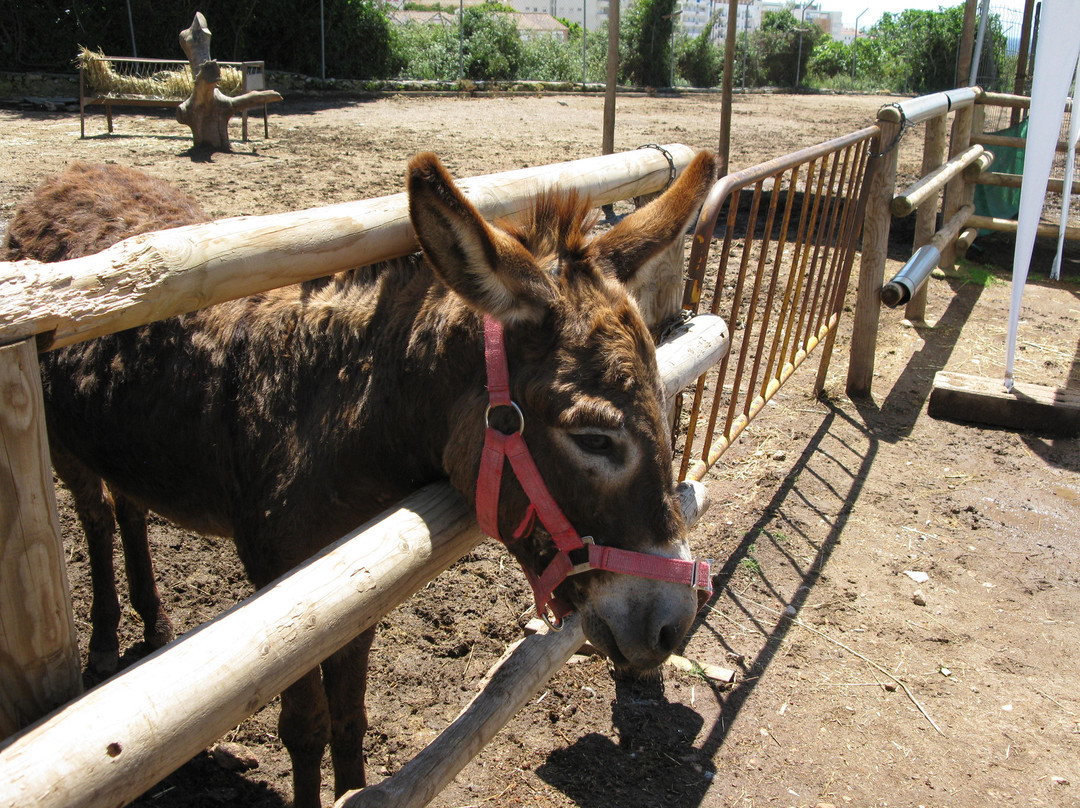 Nerja Donkey Sanctuary景点图片