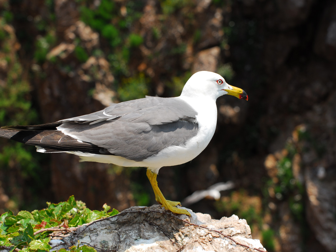 海驴岛-荣成市必去景点