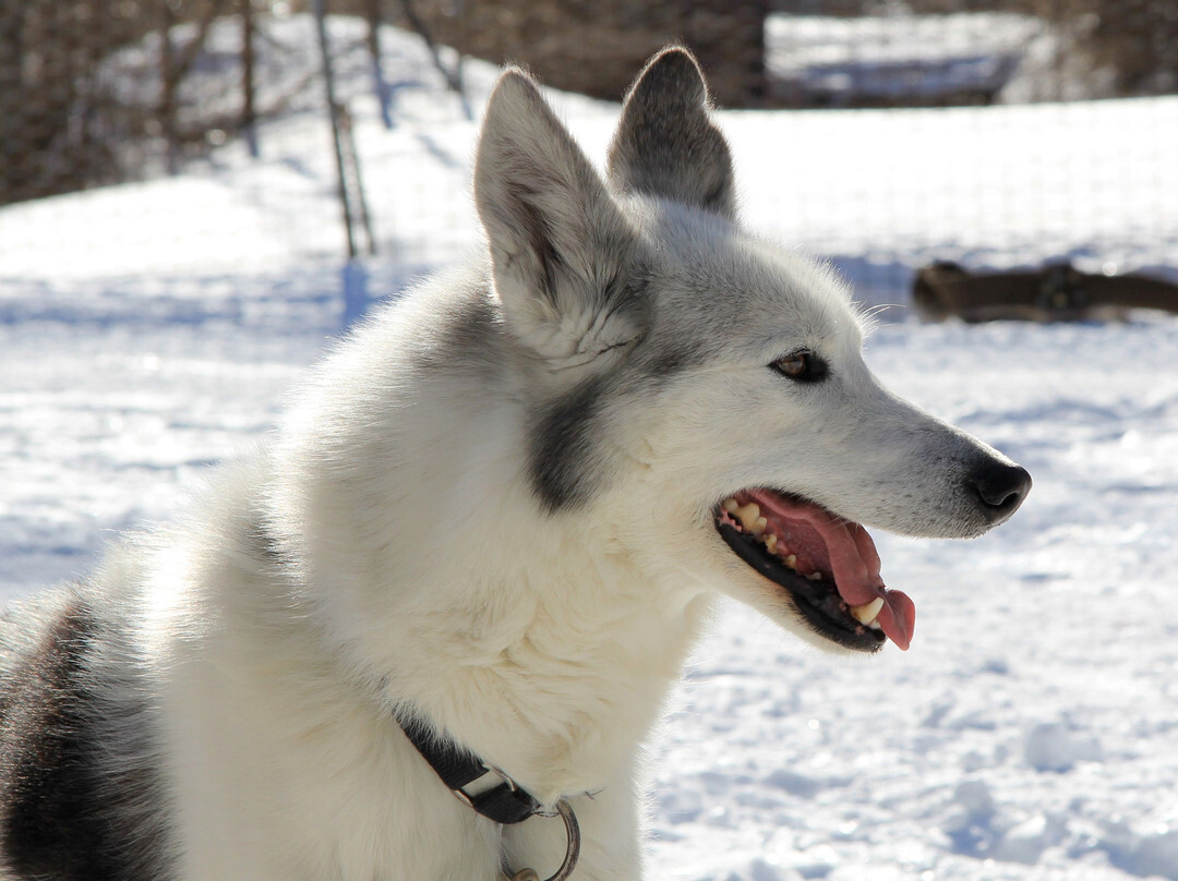 Scuola Sleddog Federale Nazionale-Lavarone必去景点