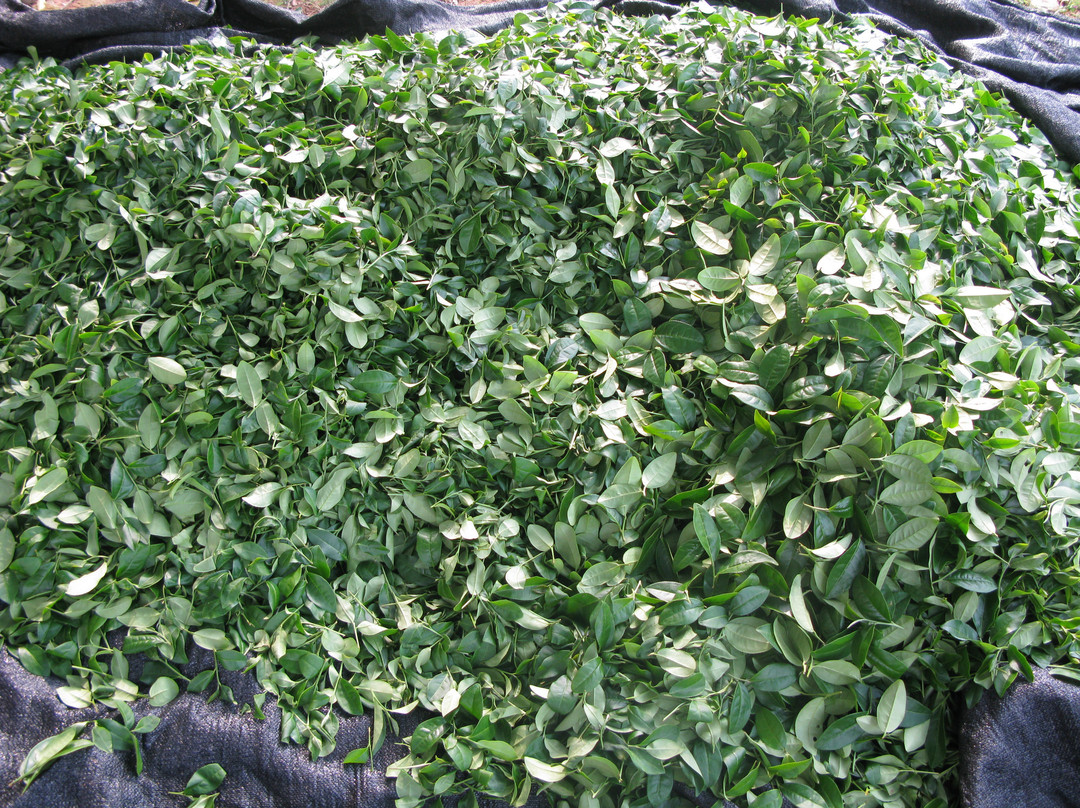 天福茶博物院-漳浦县必去景点