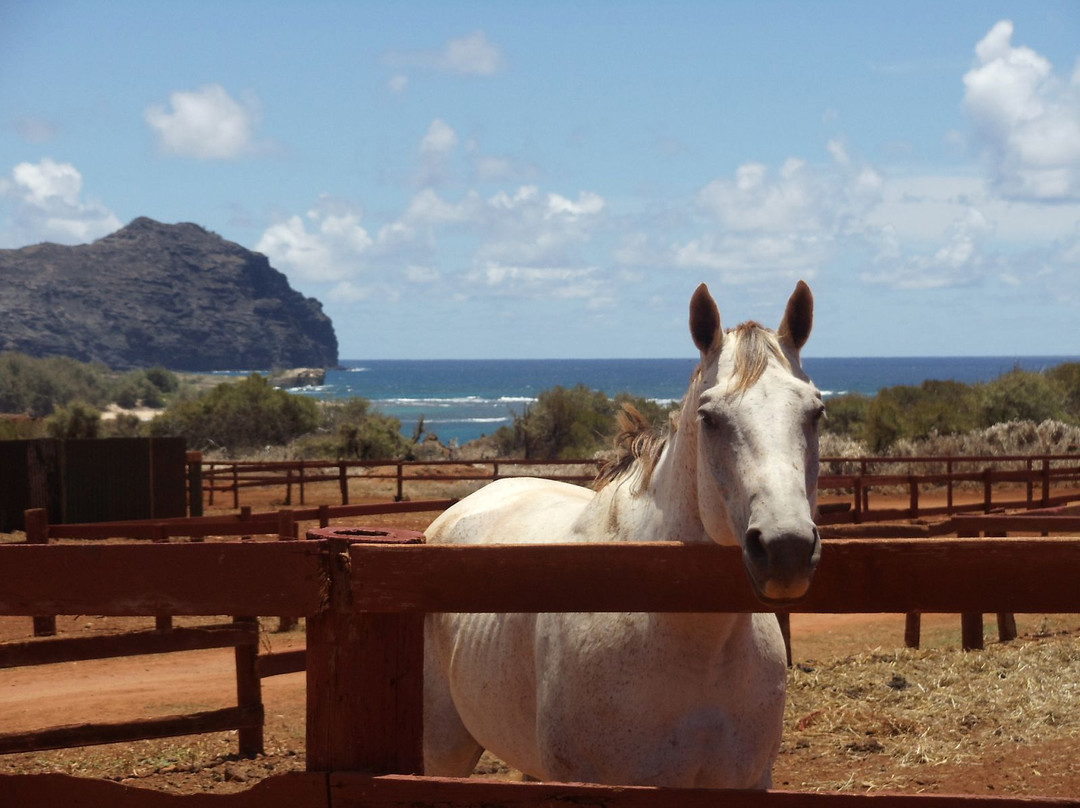 CJM Country Stables-可洛亚必去景点
