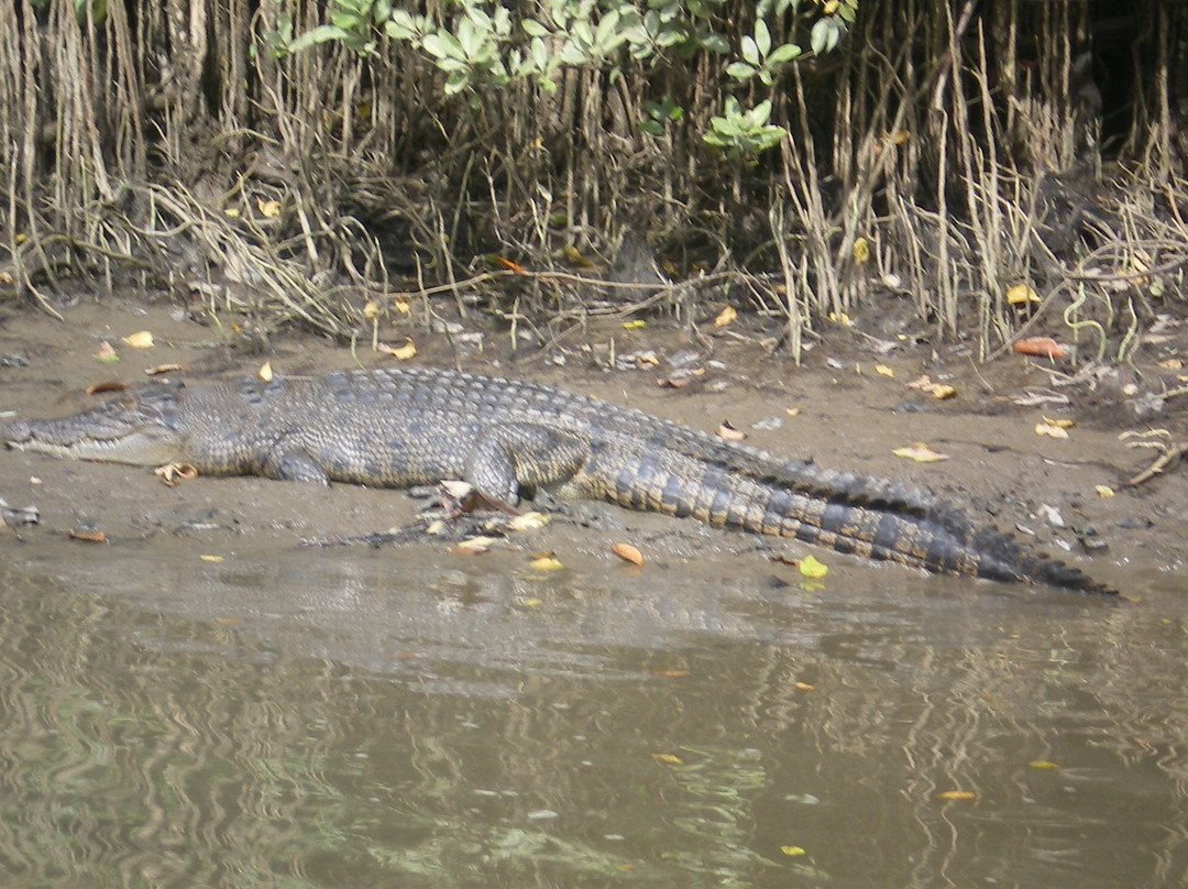 Daintree Wonder Tours-道格拉斯港必去景点