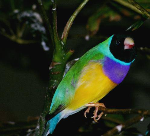 Bird Kingdom-尼亚加拉大瀑布必去景点