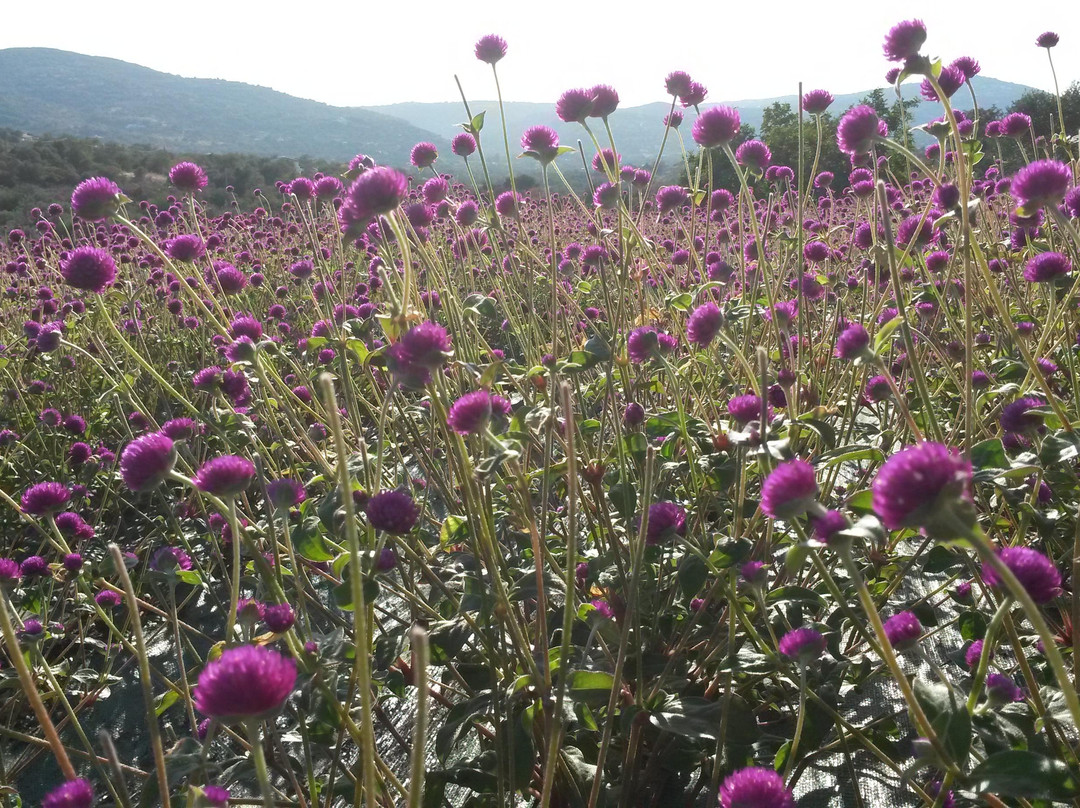 Dias de Aromas景点图片