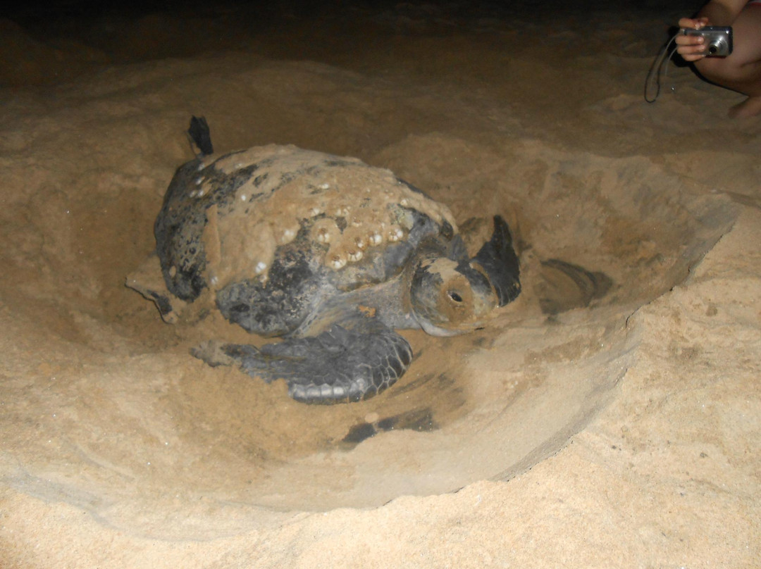 Playa La Llorona-Colima必去景点