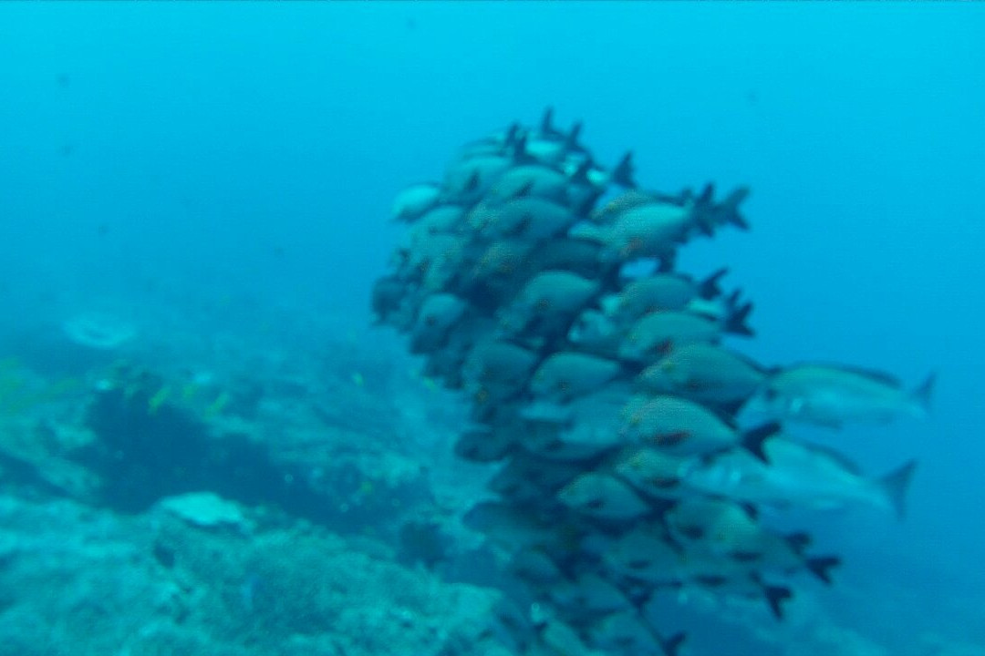 Amoray Diving-索德瓦纳必去景点