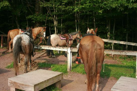 Deer Path Riding Stable景点图片