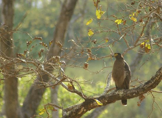 BRT Wildlife Sanctuary景点图片