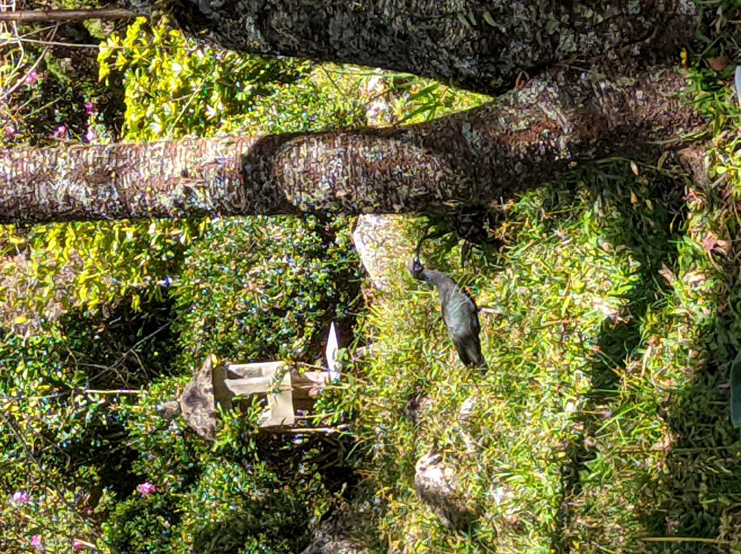 Fazenda Renopolis-圣安东尼奥杜皮尼亚尔必去景点