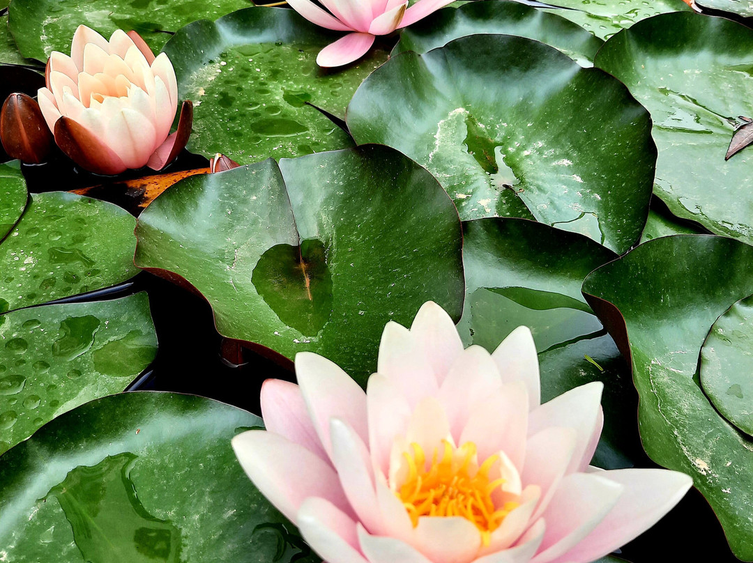 Orto Botanico di Portici景点图片