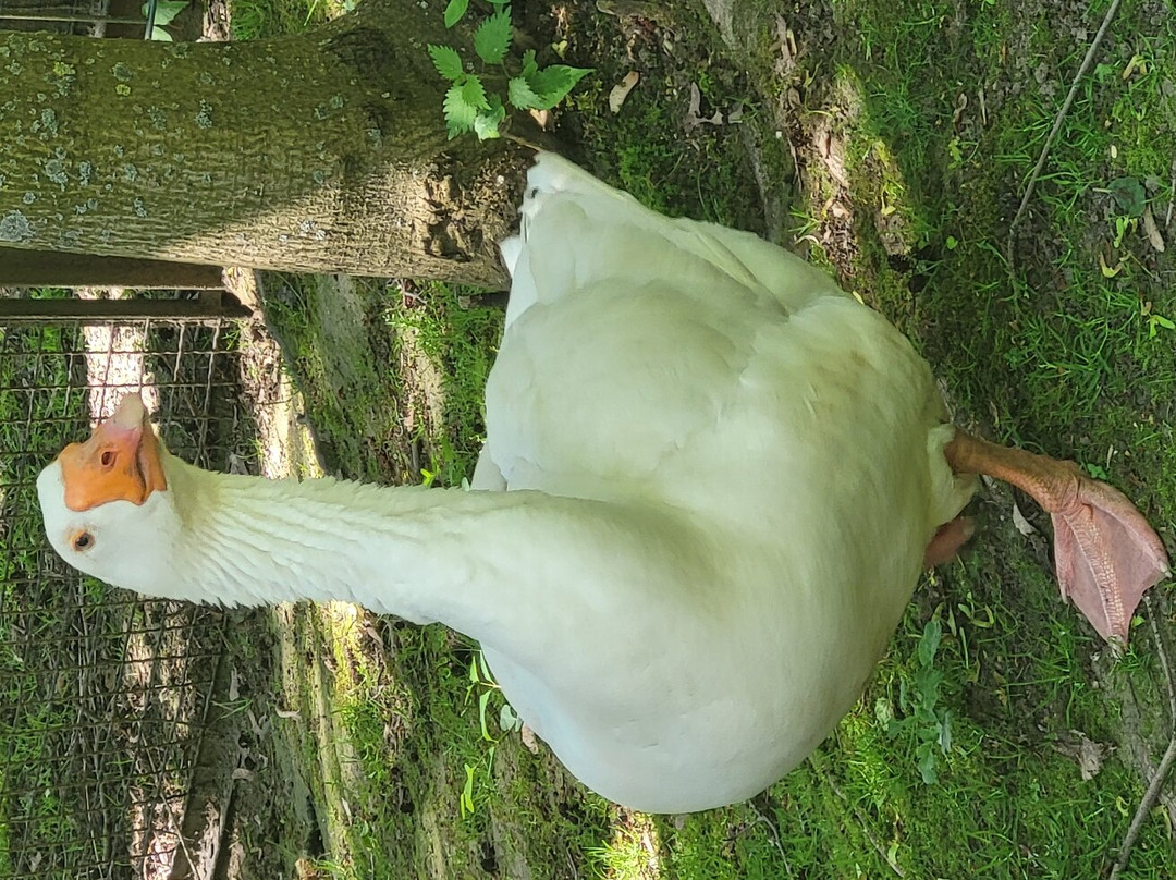 Tierpark Freiberg-弗赖贝格必去景点