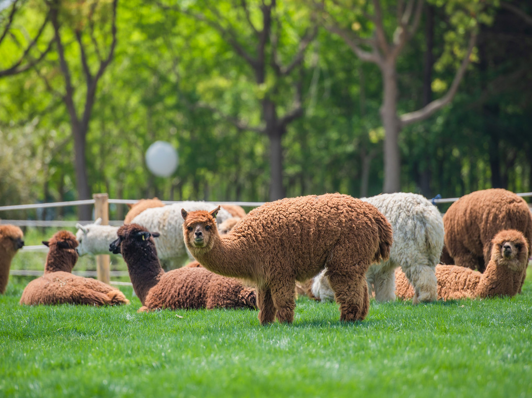 自然卷卷牧野-上海市必去景点